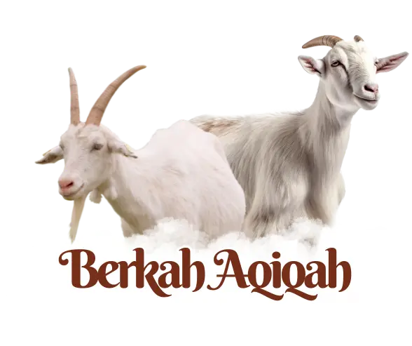 kambing berkah aqiqah kota serang
